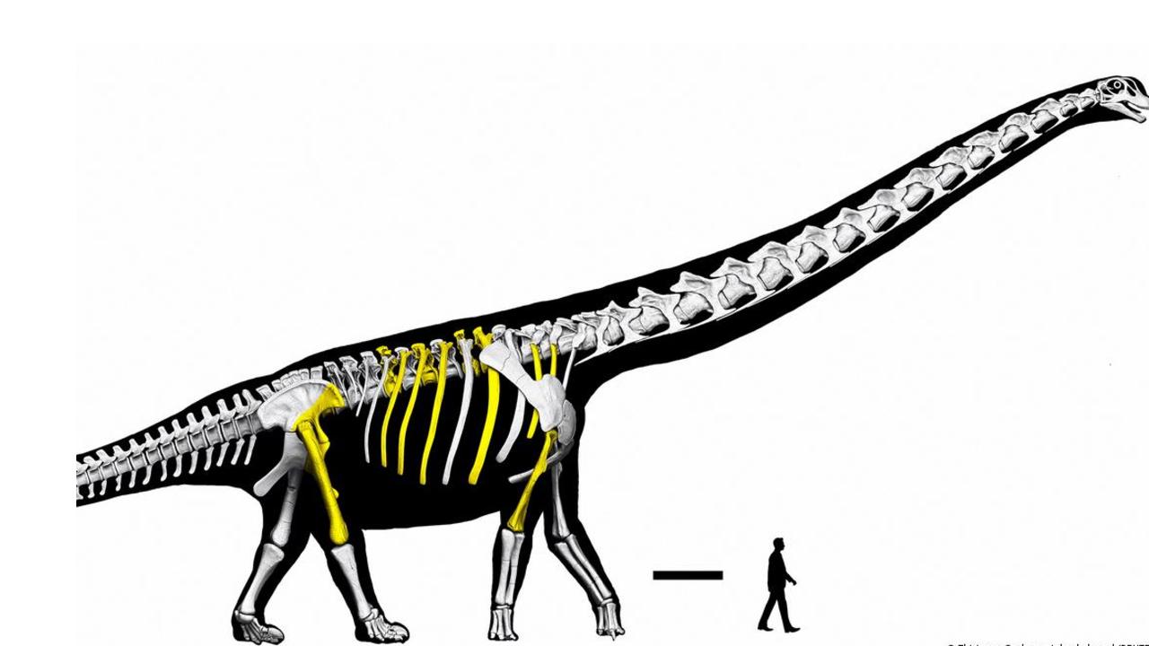 Reconstrucción esquelética del "Nagatitan chaiyaphumensis"; en amarillo, los fragmentos fósiles recuperados en Tailandia.
