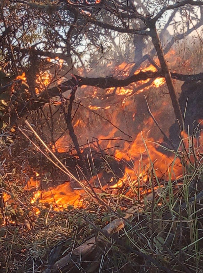 Se desconocen las verdades causas del fuego.