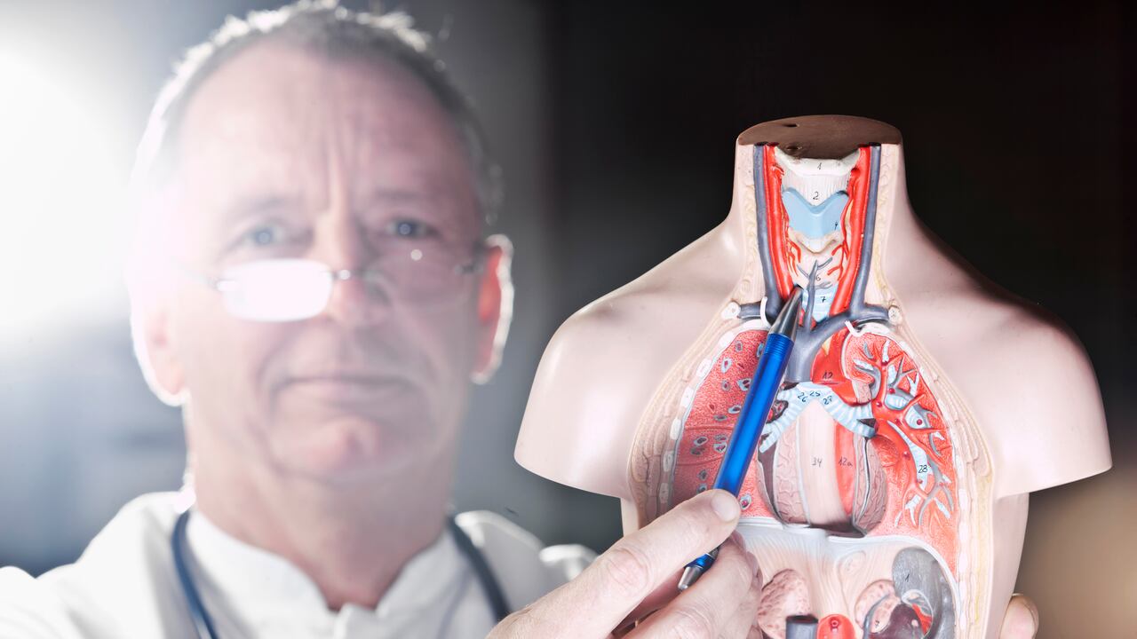 La glándula de la tiroides está en la garganta. Foto: Getty Images.