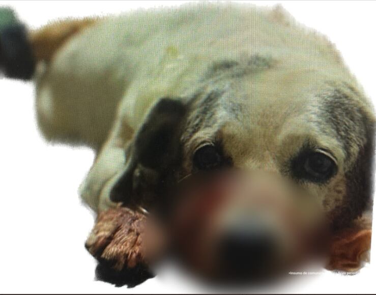 Imputan cargos en contra de una persona que atacó a un perro con arma blanca en Antioquia.