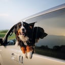 El error de que los perros se asomen por la ventana del carro durante un viaje.