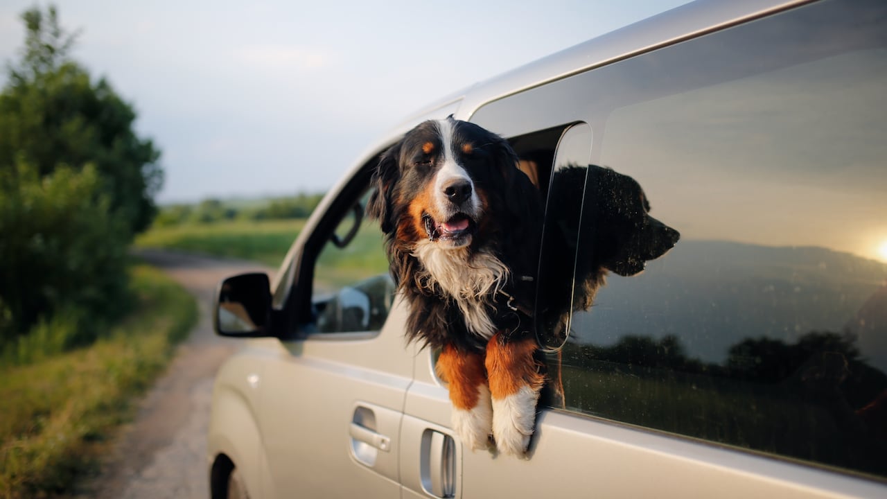 El error de que los perros se asomen por la ventana del carro durante un viaje.