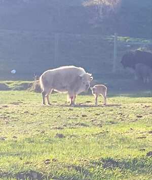 Un nacimiento raro de bisonte se presentó a mediados de mayo en Estados Unidos.