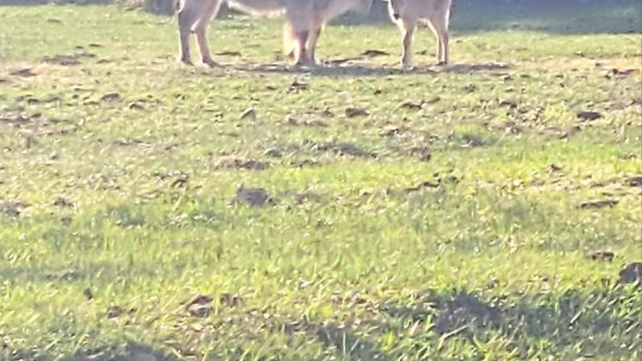 Un nacimiento raro de bisonte se presentó a mediados de mayo en Estados Unidos.
