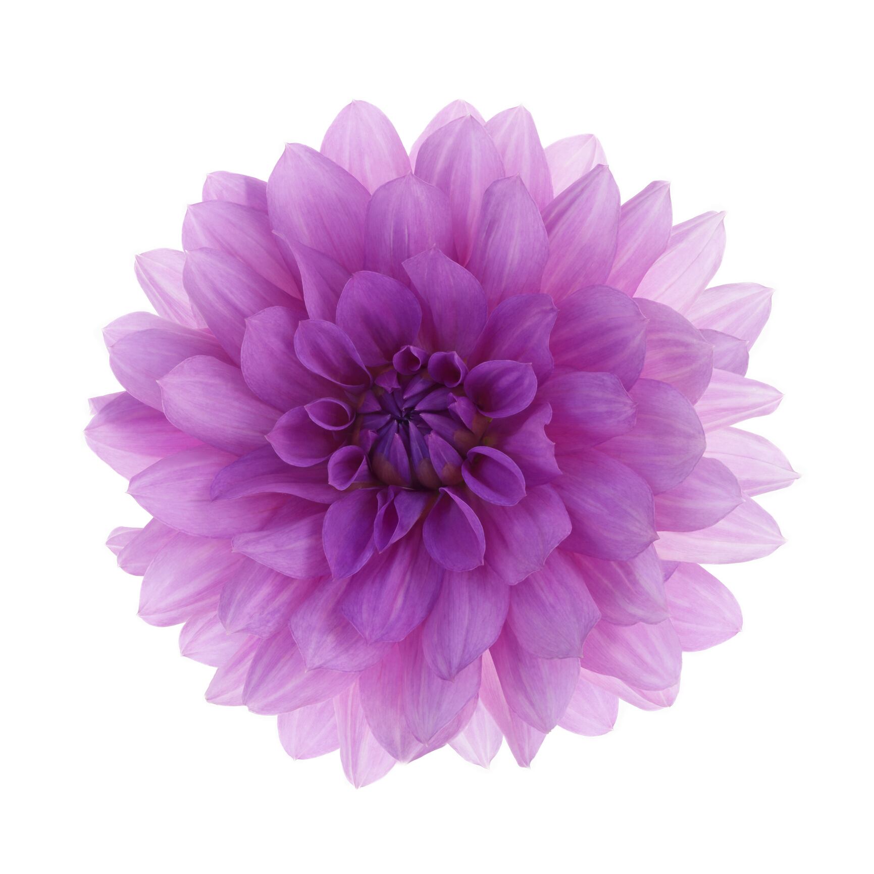 Close-up of purple dahlia flower, Dahlia 'Blue Boy', on a white background in square format with copy space.