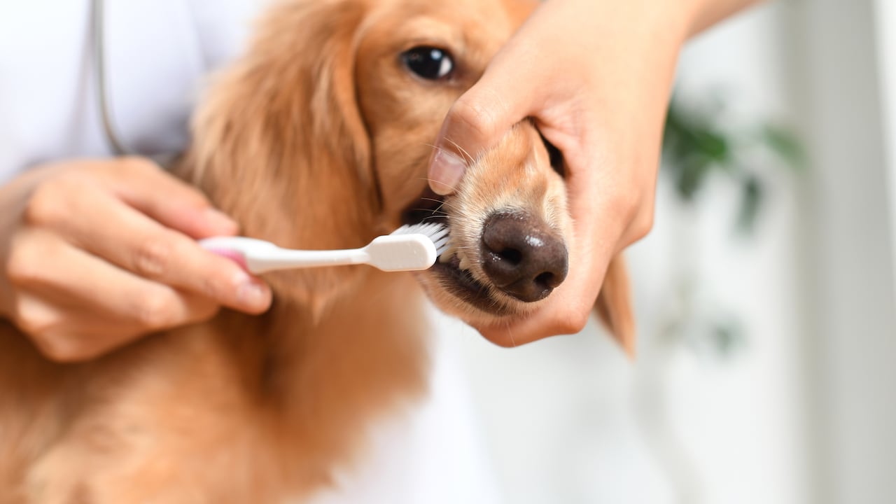 Hay productos que ayudan a controlar el mal aliento en los perros.