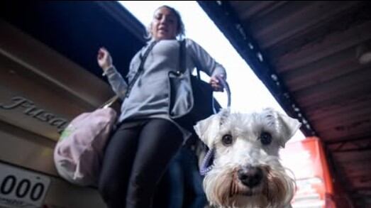 Guía práctica para viajar con mascotas desde la Terminal de Transportes de Bogotá: estos son los requisitos