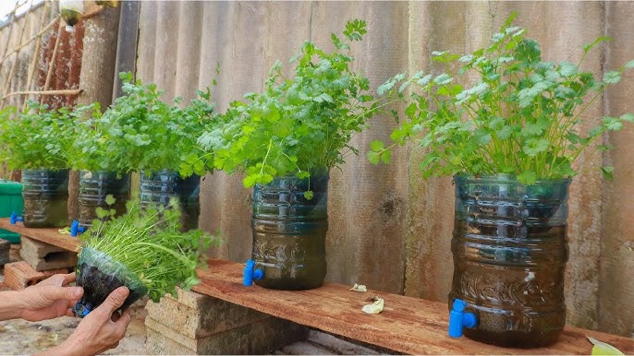 El cilantro es una de las plantas que más se siembra en agua.