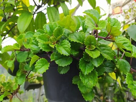 Estas plantas son bastante fáciles de conseguir pero no todas las personas saben sus beneficios.