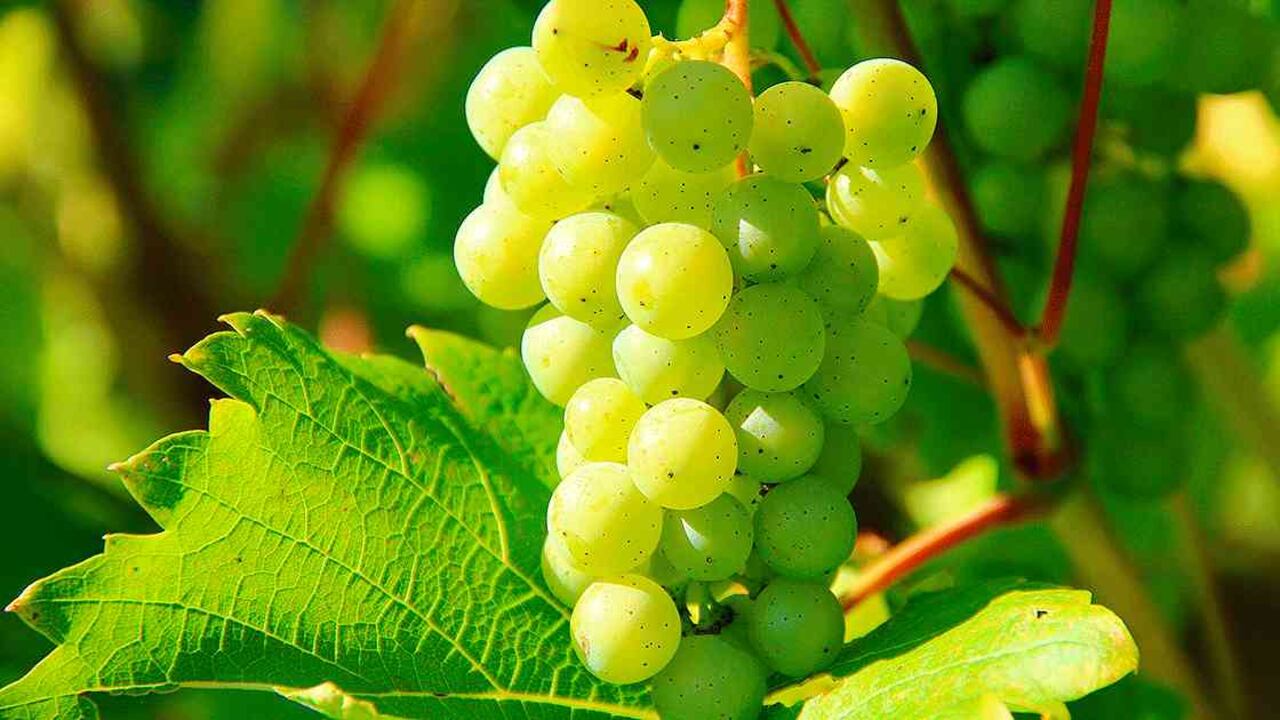 Las semillas de las uvas ayudan a mejorar la apariencia de la piel.