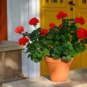 Los geranios pueden ser tóxicos para mascotas como perros y gatos.