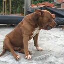 ‘Zeus’, falleció debido a la gravedad de las heridas que le causó el atropellamiento del que fue víctima.