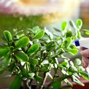 Spraying Crassula Ovata