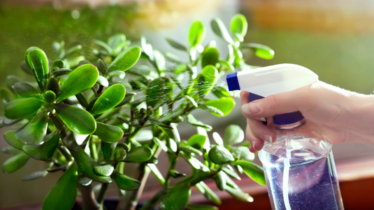 El árbol de jade es uno de los recomendados para tener en casa, debido a los beneficios que se le atribuyen.