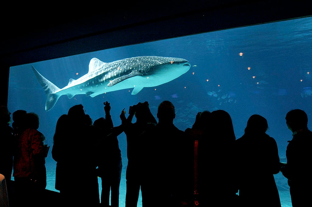 ATLANTA - NOVEMBER 19:  One of two Whale Sharks swim in Ocean Quest exhibit at the Georgia Aquarium November 19, 2005 in Atlanta, Goergia. The Georgia Aquarium, the world'd largest by gallons, 8 million plus, and by the number of fish, 100,000 plus, opens to the public November 23, 2005. Funding for the Georgia Aquarium was made possible by a 200 million dollar gift from Home Depot co-founder Bernie Marcus and his wife Billi through the Marcus Foundation.  (Photo by Barry Williams/Getty Images)