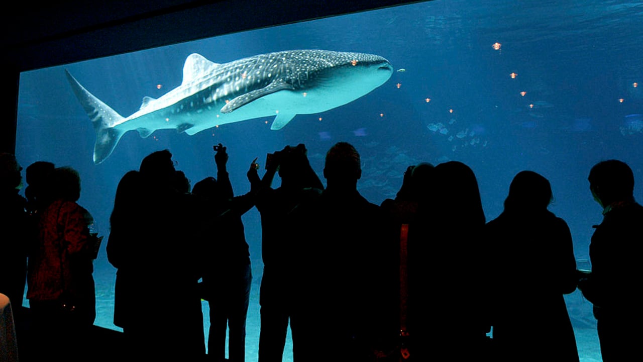 Uno de los dos tiburones ballena nada en la exhibición Ocean Quest del Acuario de Georgia, el 19 de noviembre de 2005 en Atlanta, Georgia.