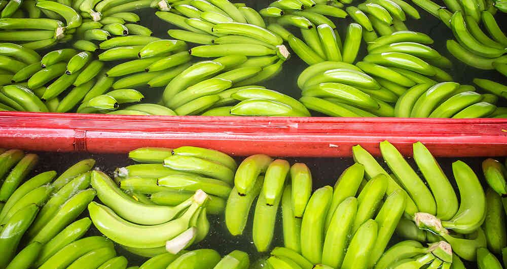 La investigación agropecuaria, la conservación ambiental y las ciencias sociales conviven en la Universidad Católica de Oriente.