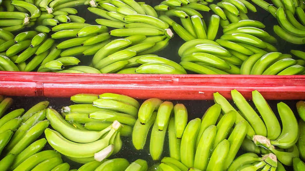 La investigación agropecuaria, la conservación ambiental y las ciencias sociales conviven en la Universidad Católica de Oriente.