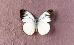 Mariposa blanca