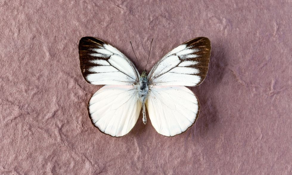 Mariposa blanca