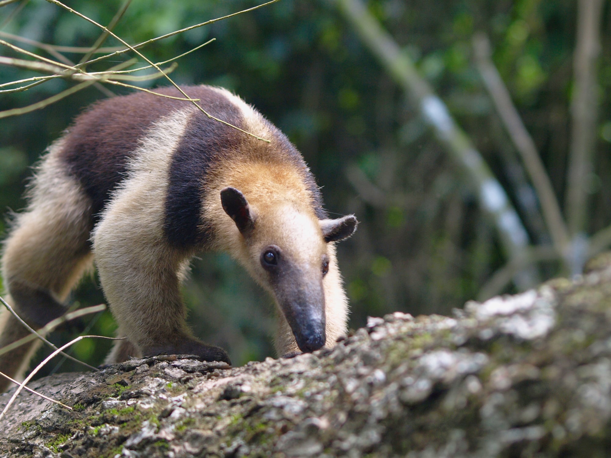 oso hormiguero
