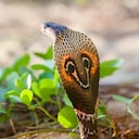 Primer plano de serpiente cobra en hábitats naturales