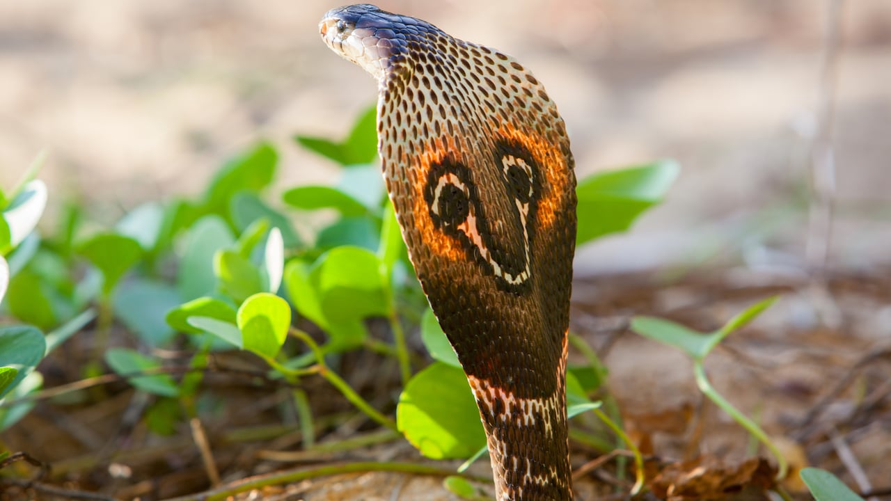 Primer plano de serpiente cobra en hábitats naturales.