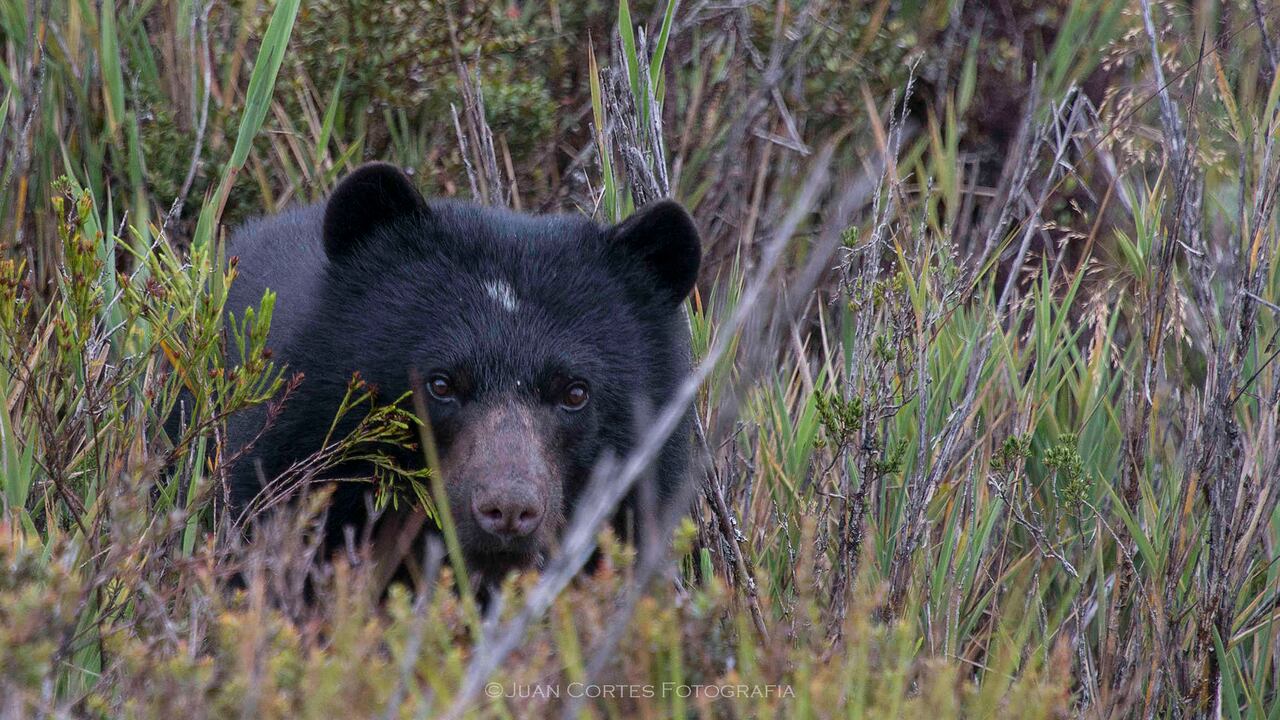 El oso andino es una de las especies amenazadas en el país. Foto: Archivo Semana