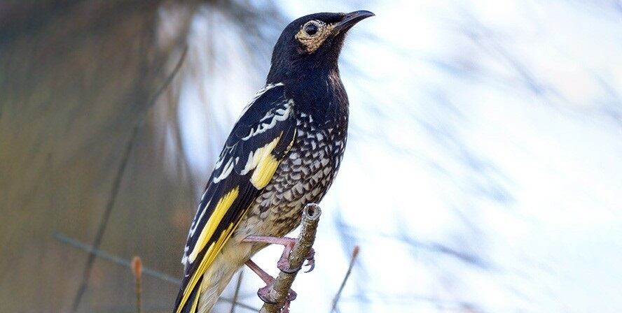 Mielero regente (Anthochaera phrygia).