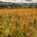Cultivos de Quinoa. Historias Solidarias pastas Doria.
Agricultura Quinoa.
Sapuyes-Nariño Mayo 23 de 2024.
Foto: Juan Carlos Sierra-Revista Semana.