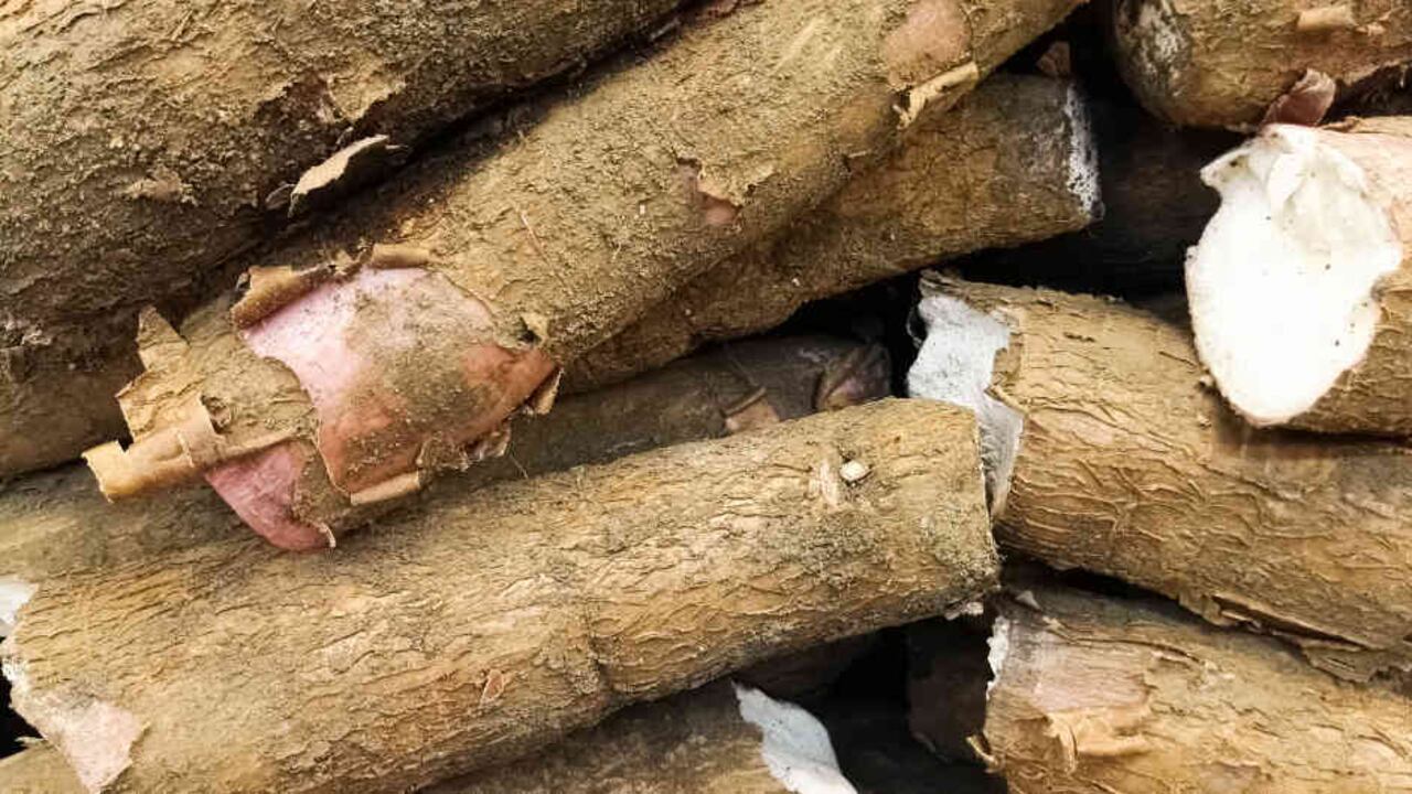 Los cultivos de yuca en el país no están mecanizados y eso ha afectado su productividad y eficiencia.