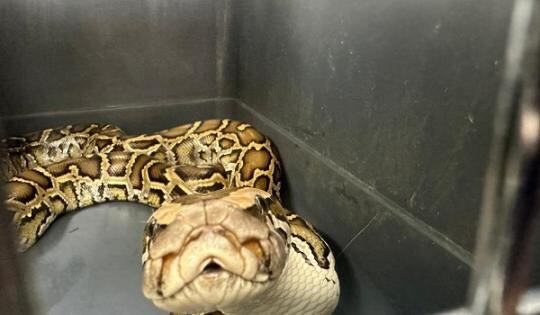 La pitón birmana puede abrir la boca hasta límites insospechados, siendo capaz de tragarse un caimán.