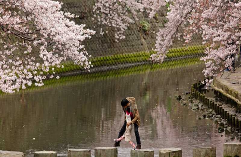 Un padre ayuda a su hijo a cruzar un puente de troncos bajo unos cerezos florecidos, en Yokohama, Tokio. El país asiático celebra la llegada de la primavera y con ella los florecidos árboles icónicos del Japón. 