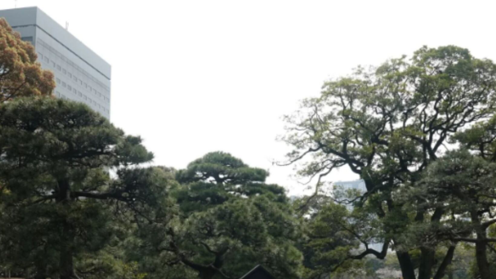 Los  jardines Hamarikyu en Tokio
