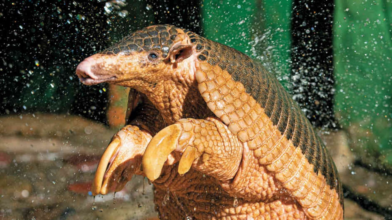 En los Llanos Orientales viven cinco de las 21 especies de armadillos.