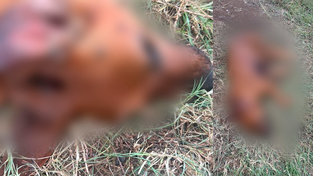 Nuevo caso de maltrato animal causa indignación.