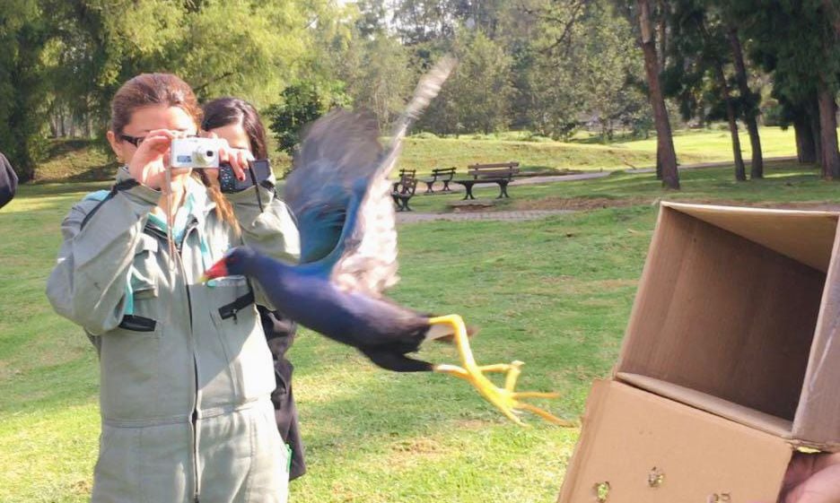 Las tinguas azules llegan a Bogotá