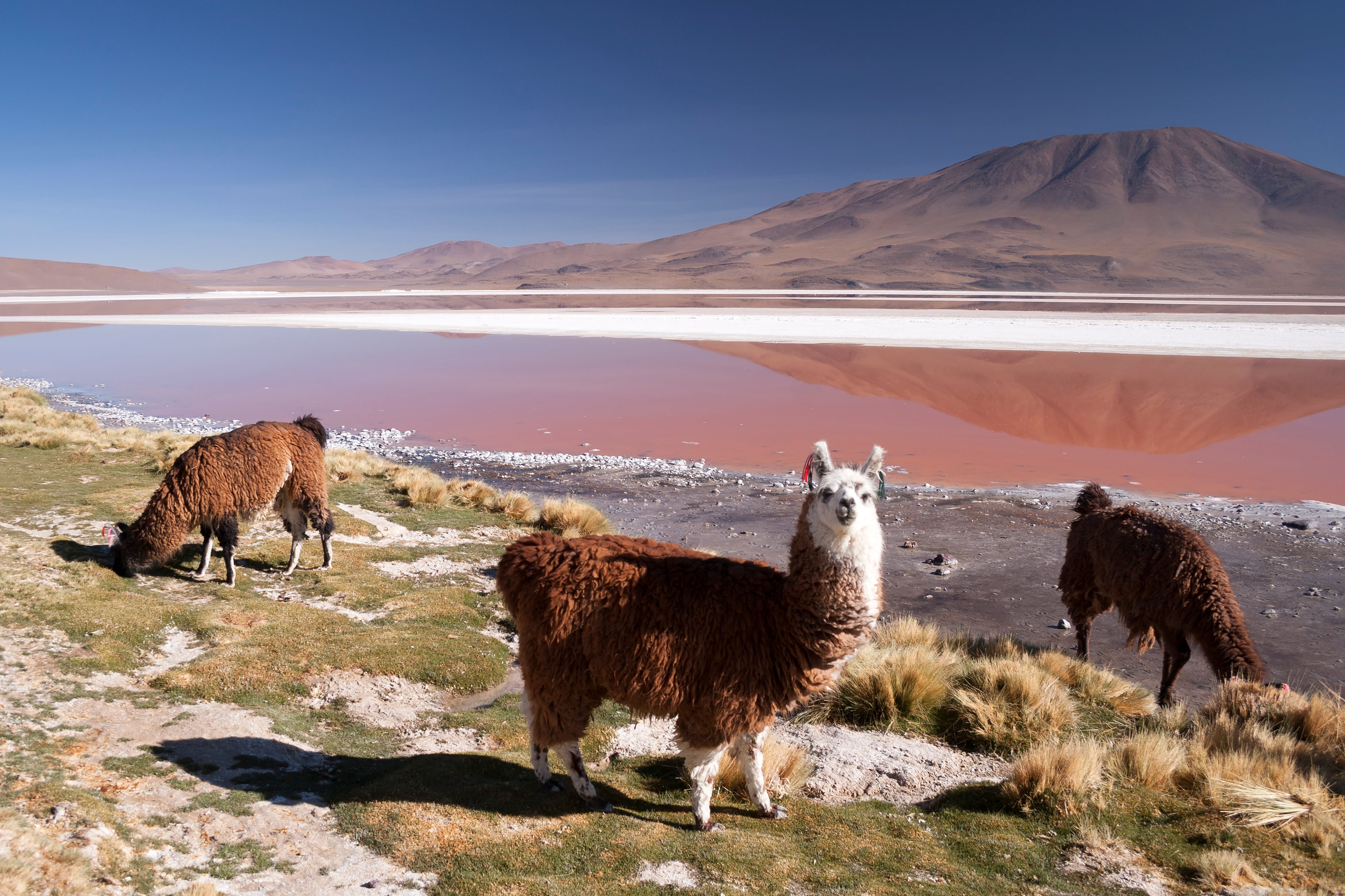 Conozca el altiplano de Bolivia y su paisaje