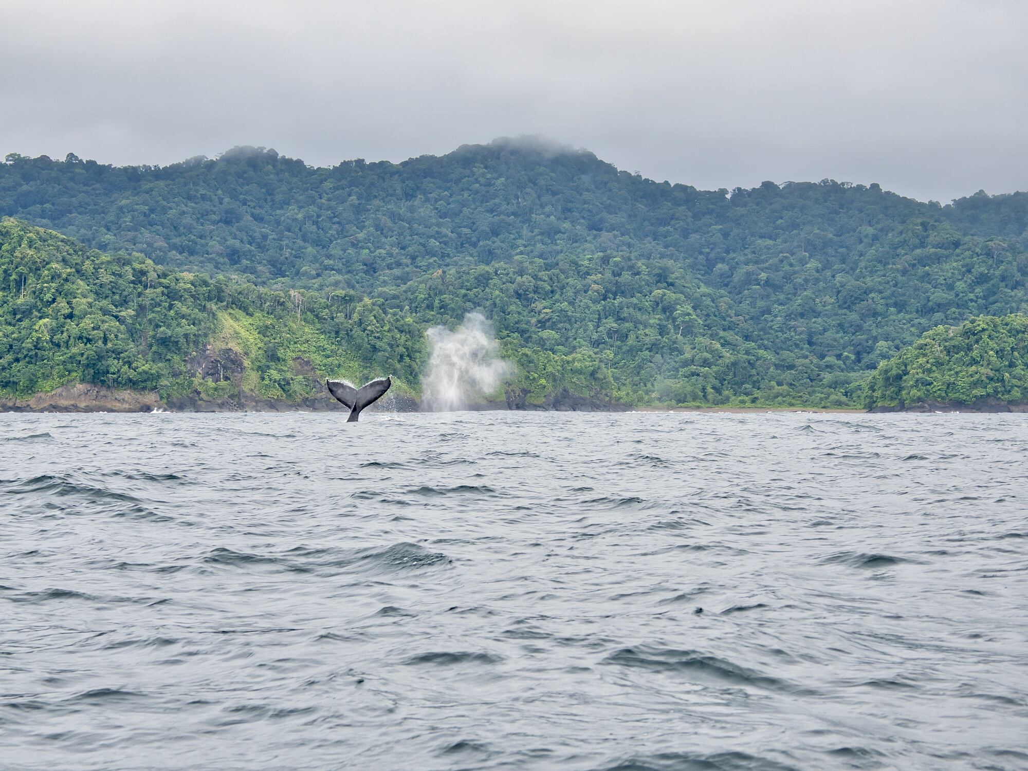 Avistamiento de ballenas jorobadas en Nuquí.