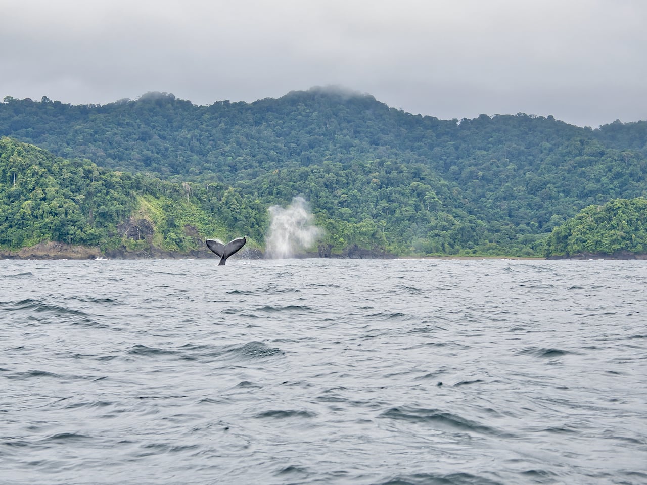 Avistamiento de ballenas jorobadas en Nuquí.