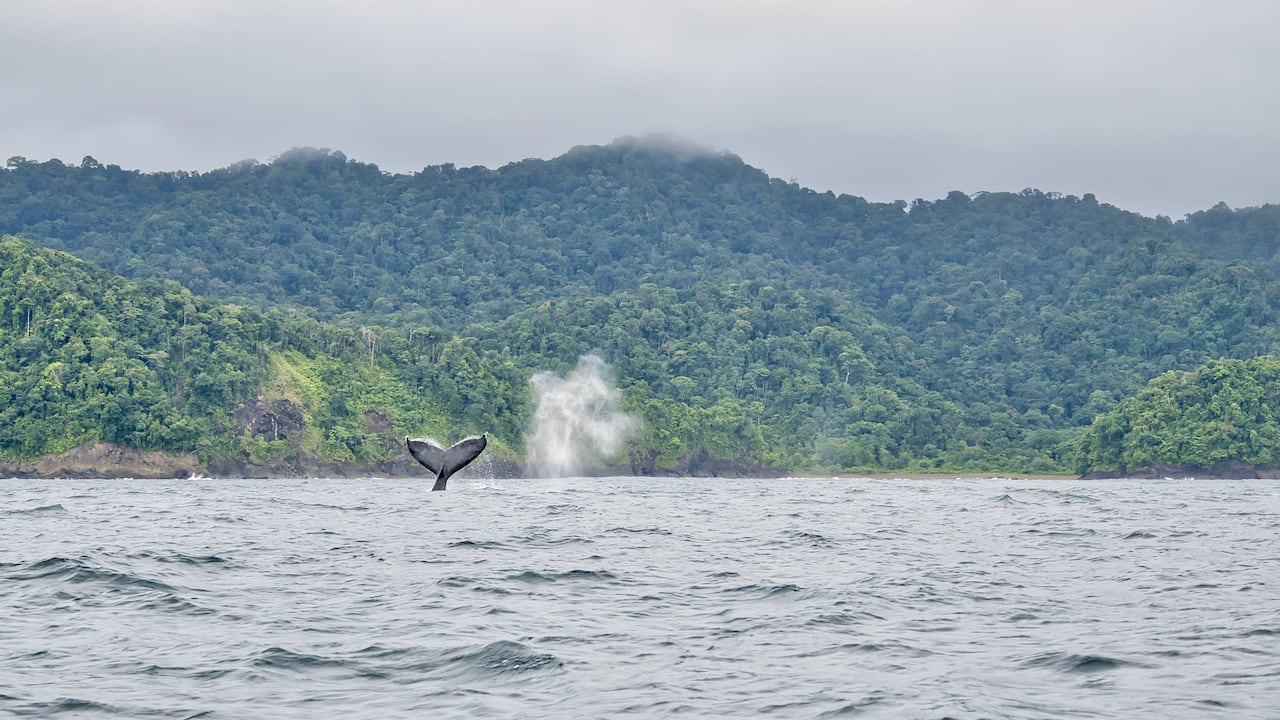 Uno de los planes para realizar en Nuquí es el avistamiento de ballenas jorobadas, en los últimos meses del año.