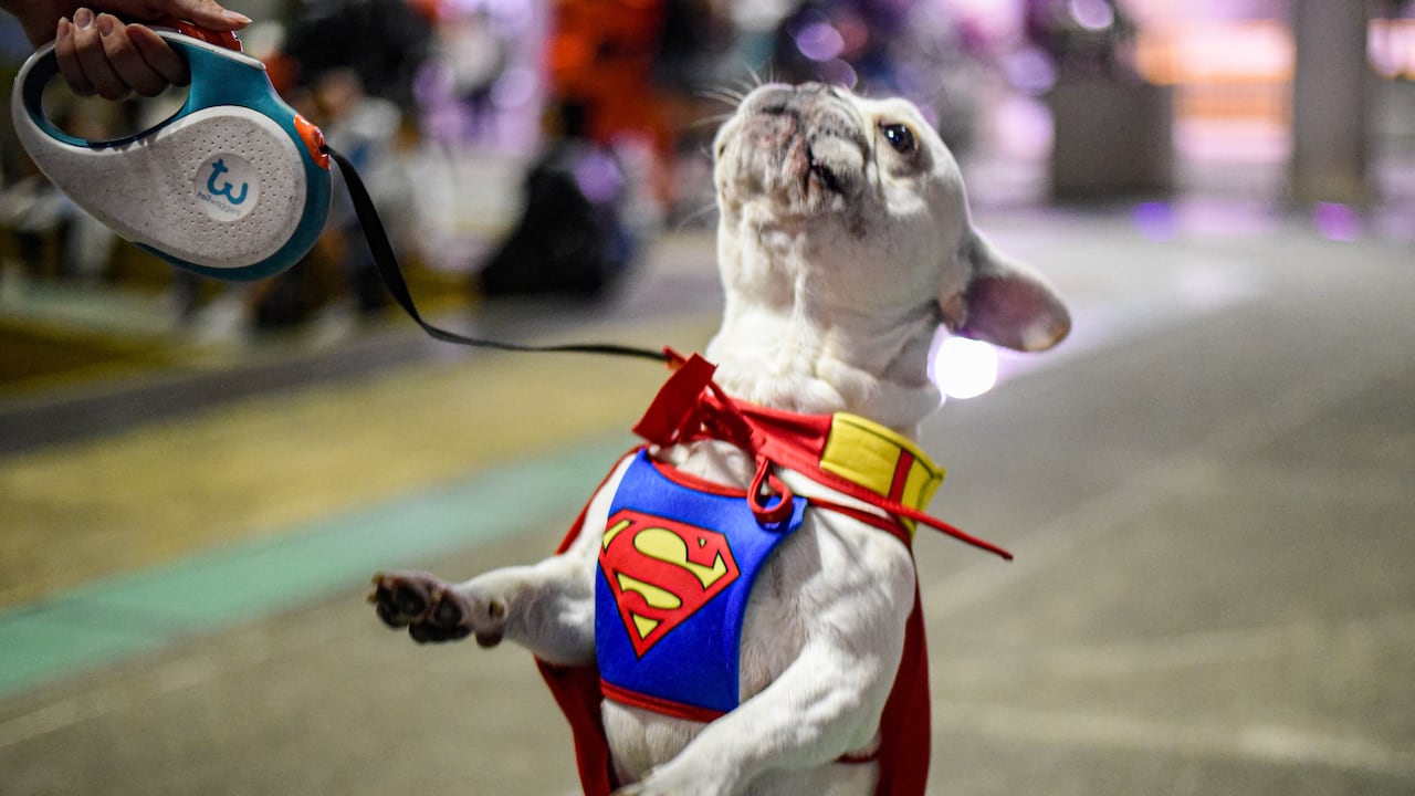 CALI - COLOMBIA OCTOBER 30: A dog is seen in a Halloween costume during the Halloween Parade in Cali, Colombia on October 30, 2022. In the city of Cali there a caravan of costumed skaters through the streets of the city, where skating groups from different cities meet to give rise to this sporting and cultural event that seeks to promote sports culture in Cali focused on skates such as fun and escape from the violence that is constantly experienced in some neighborhoods of the city. (Photo by Edwin Rodriguez Pipicano/Anadolu Agency via Getty Images)