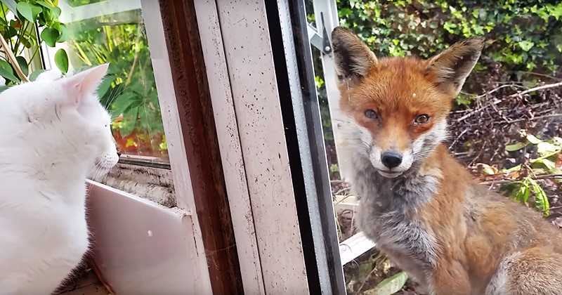 Dan Bull, un asiduo usuario de YouTube, retrató con su cámara de video el momento en el que sus gatos, Sammy y Jimmy, conocen a través de la ventana a un zorro salvaje.