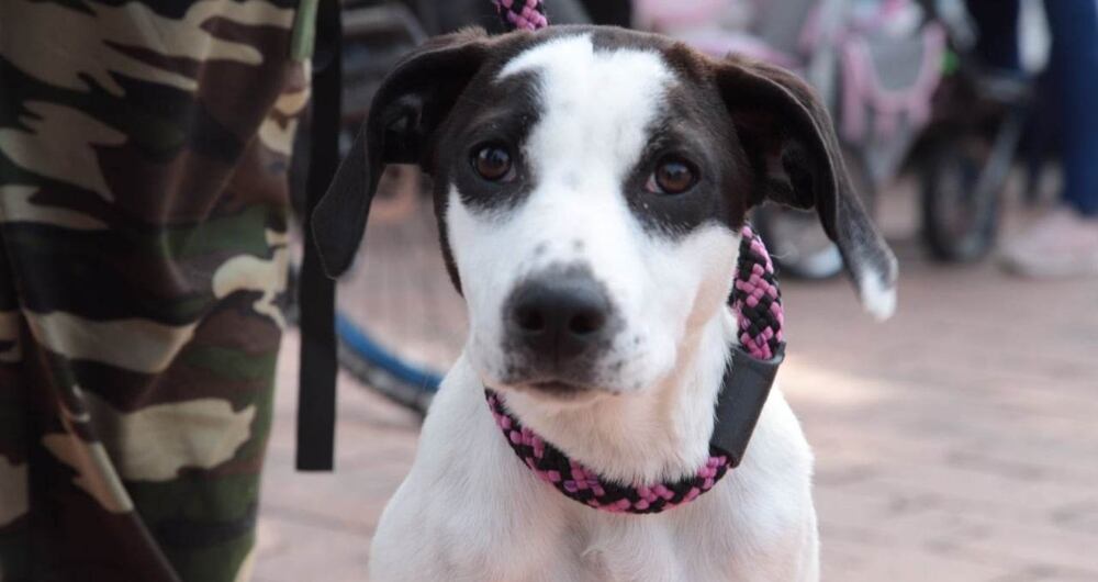 En la actual administración de Claudia López se han realizado casi 65.000 esterilizaciones a los animales más vulnerables de la ciudad.