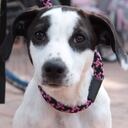 En la actual administración de Claudia López se han realizado casi 65.000 esterilizaciones a los animales más vulnerables de la ciudad.