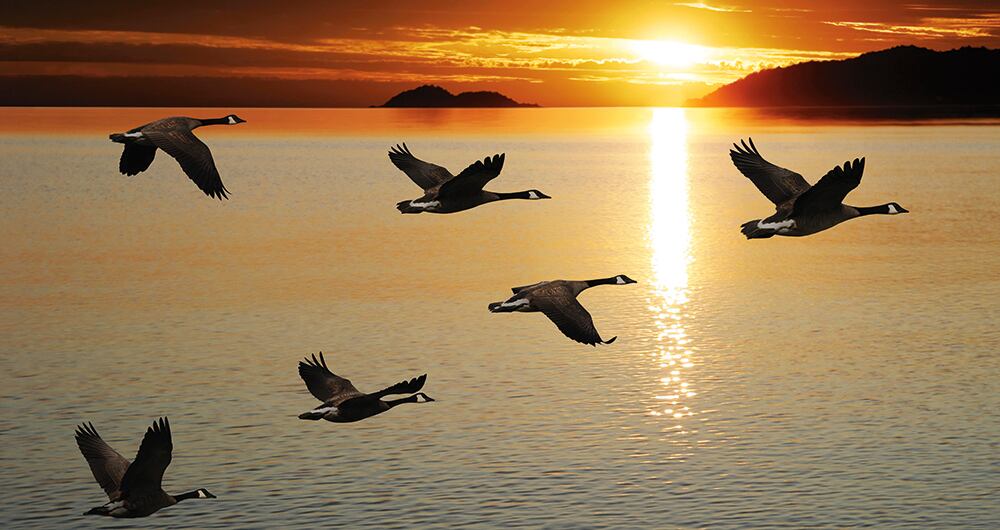 La mayoría de las aves que se conocen hoy tienen antecesores directos desde hace 66 millones de años. 