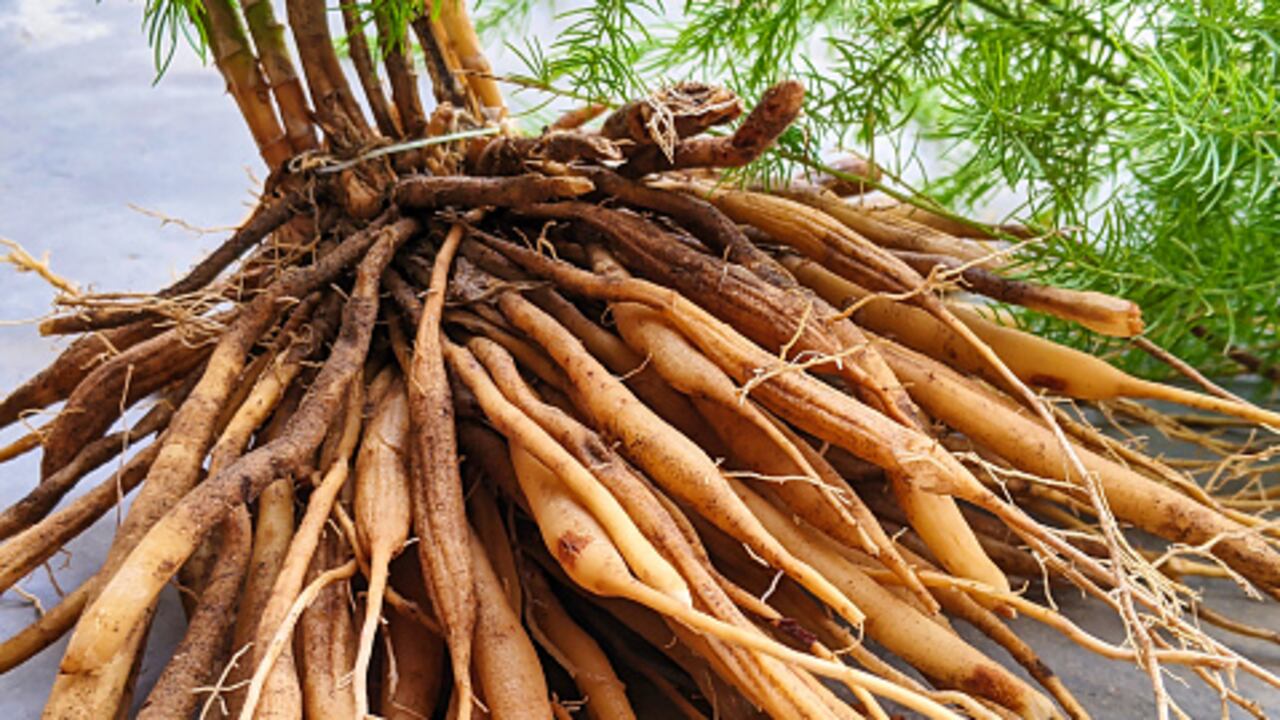 La shatavari, una planta que pertenece a la familia Asparagaceae.