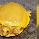 La tortuga fue rescatada en Bardhaman, Bengala Occidental, India. Foto: Twitter @deva_iitkgp