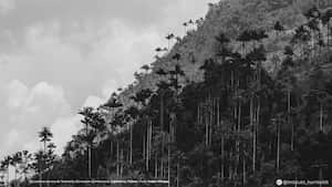 Las palmas de cera de Tochecito (Ceroxylon quindiuense). Cajamarca, Tolima. No hay otro lugar en el mundo que cuente con tanta riqueza en palmas como Colombia. Con más de 259 especies identificadas, es el país con mayor diversidad de palmas en el planeta, de las cuales el 23 % son endémicas. La población más abundante de esta palma está en la cuenca del río Tochecito, entre Cajamarca y Salento (Tolima y Quindío), donde sobreviven cerca de 600.000 individuos en 4.500 hectáreas.