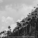 Las palmas de cera de Tochecito (Ceroxylon quindiuense). Cajamarca, Tolima. No hay otro lugar en el mundo que cuente con tanta riqueza en palmas como Colombia. Con más de 259 especies identificadas, es el país con mayor diversidad de palmas en el planeta, de las cuales el 23 % son endémicas. La población más abundante de esta palma está en la cuenca del río Tochecito, entre Cajamarca y Salento (Tolima y Quindío), donde sobreviven cerca de 600.000 individuos en 4.500 hectáreas.